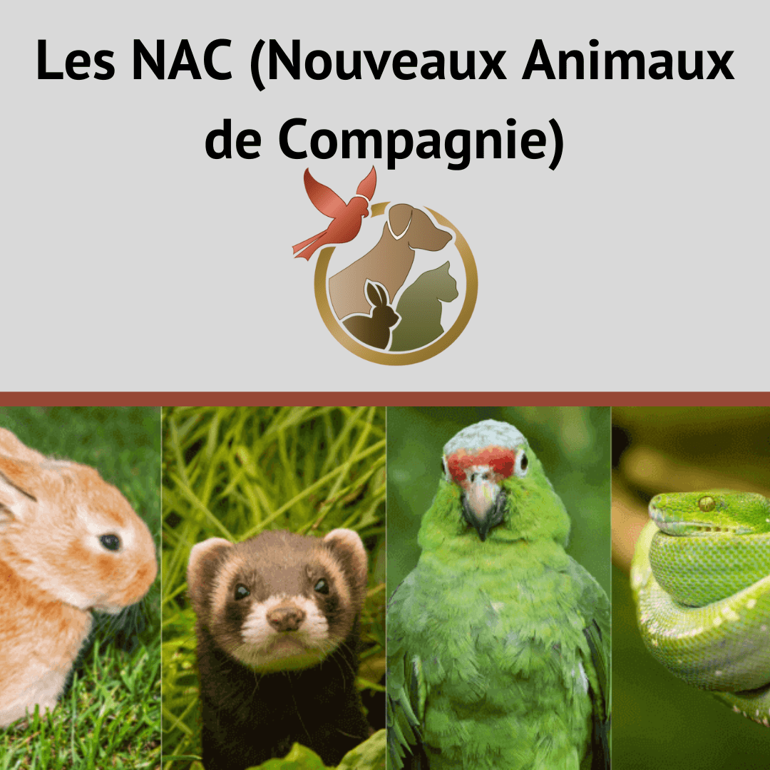 nac nouveaux animaux de compagnie
