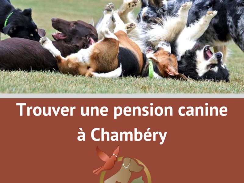 Pension canine Chambéry : liste, avis,&nbsp;alternatives