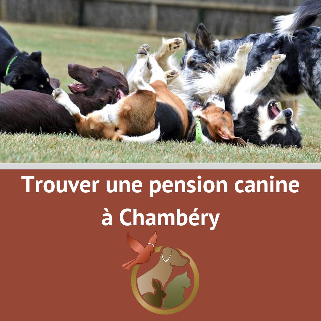pension canine chambéry