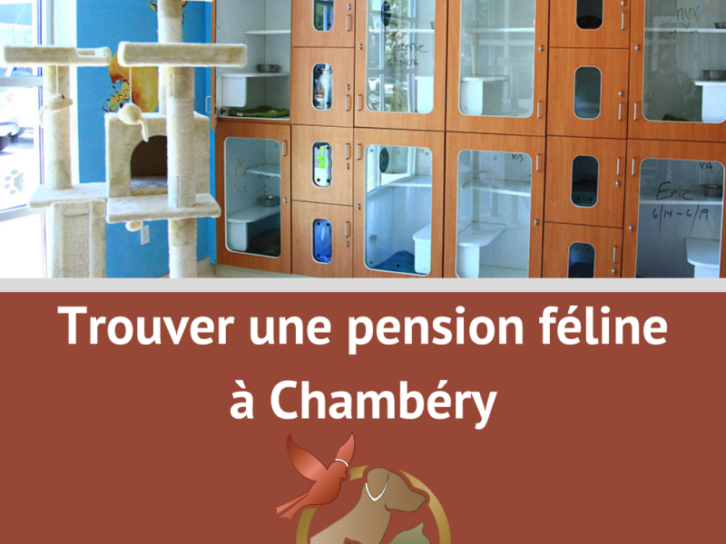 Pension chat Chambéry : liste, avis,&nbsp;alternatives