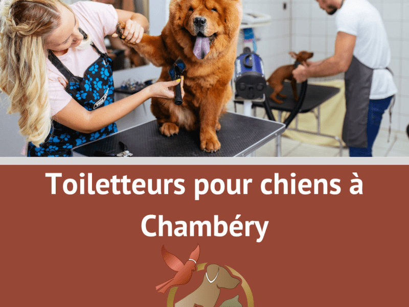 Toiletteur chien Chambéry : liste,&nbsp;avis
