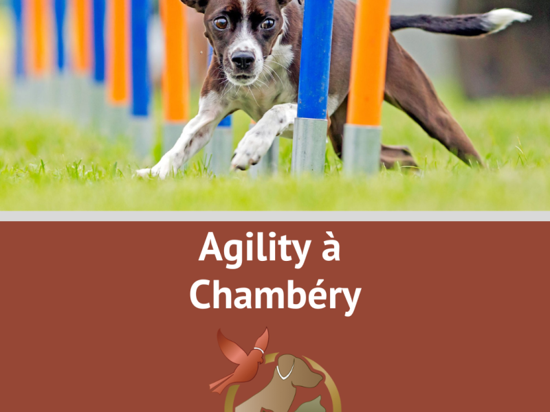 Agility Chambéry
