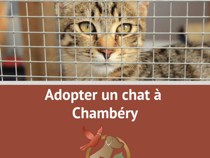 Chat à adopter à Chambéry : guide et&nbsp;conseils