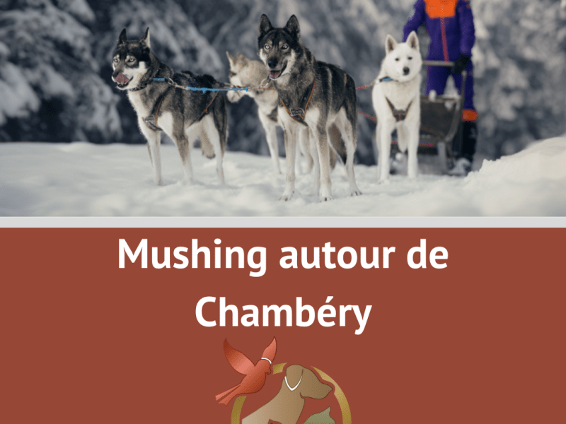 Mushing autour de&nbsp;Chambéry