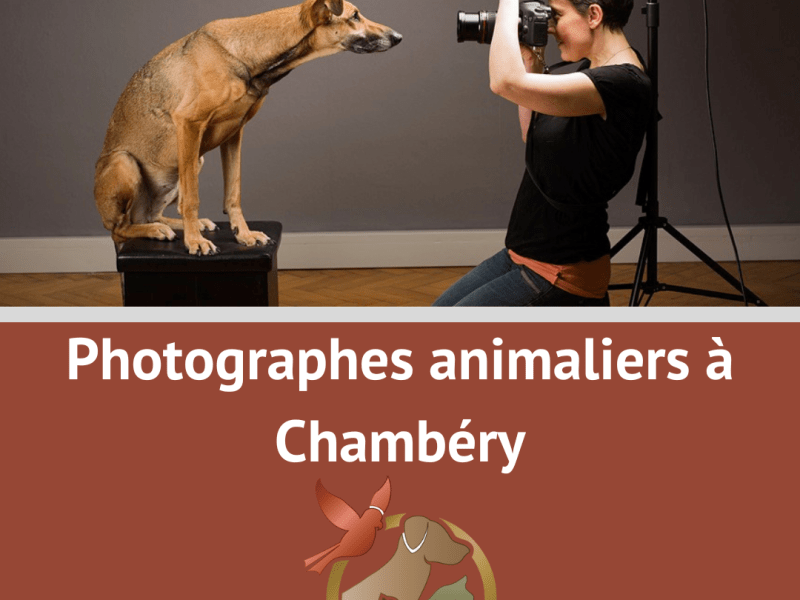 Photographe animalier Chambéry