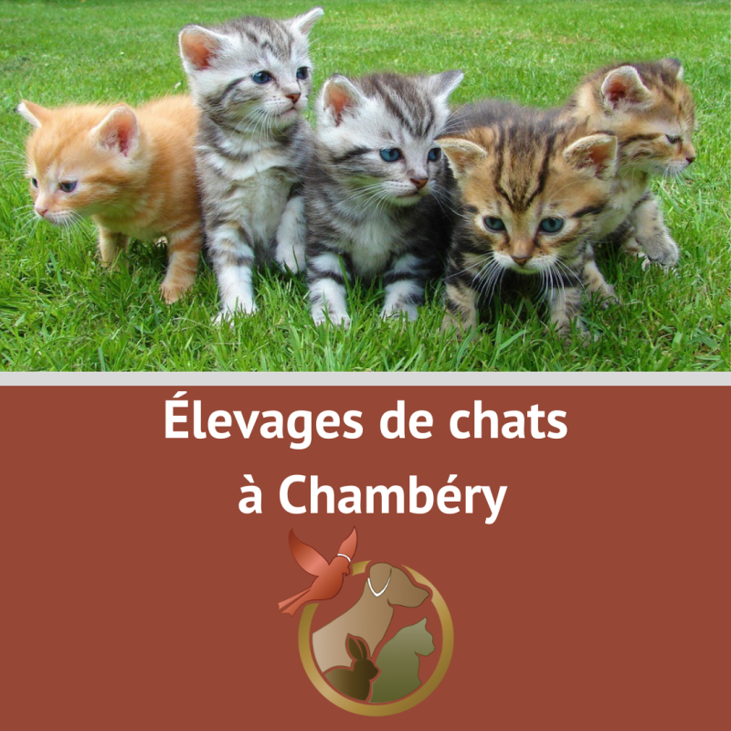 Élevages de chats à&nbsp;Chambéry