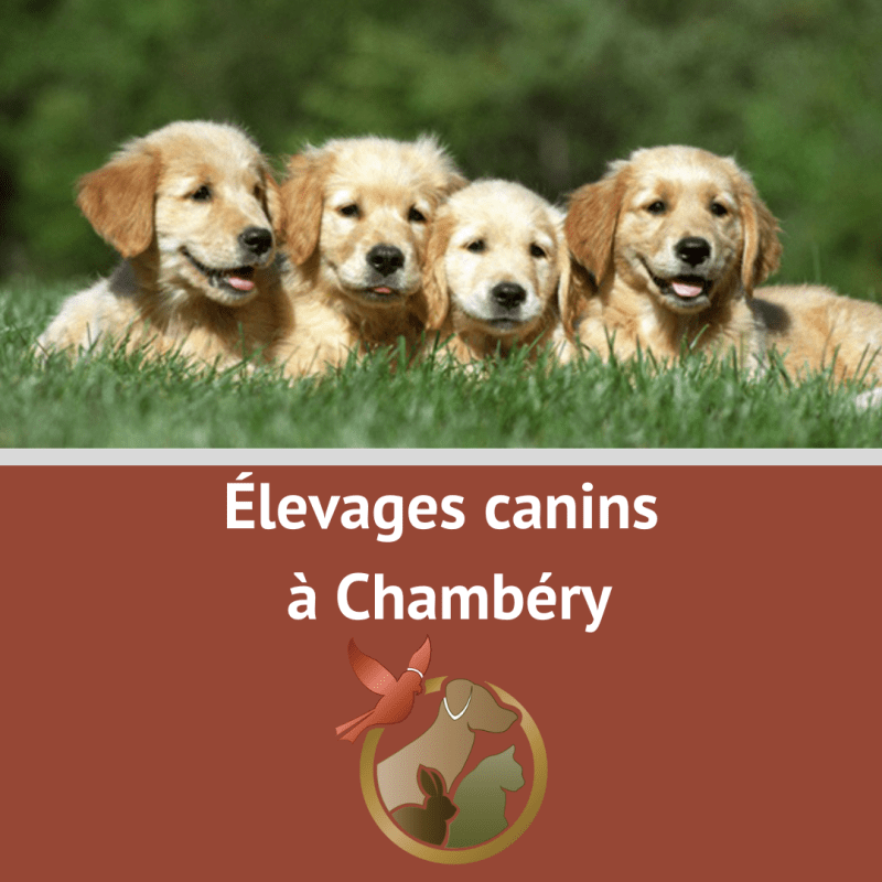 Élevages canins à&nbsp;Chambéry