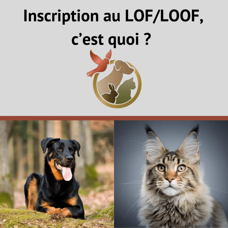 Inscription au LOF/LOOF, c&rsquo;est quoi&nbsp;?